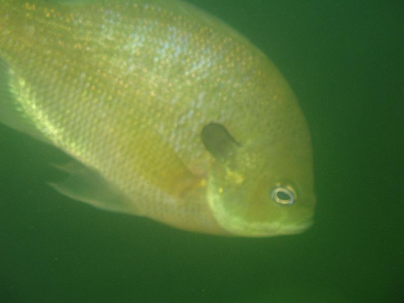 Scuba Table Rock 010.jpg